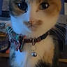 cat, calico_cat, pet, animal, collar, bow_tie, bell, whiskers, feline, close_up, indoor, portrait, sitting, fur, ears, face, eyes, domestic_animal, cute, dim_lighting
