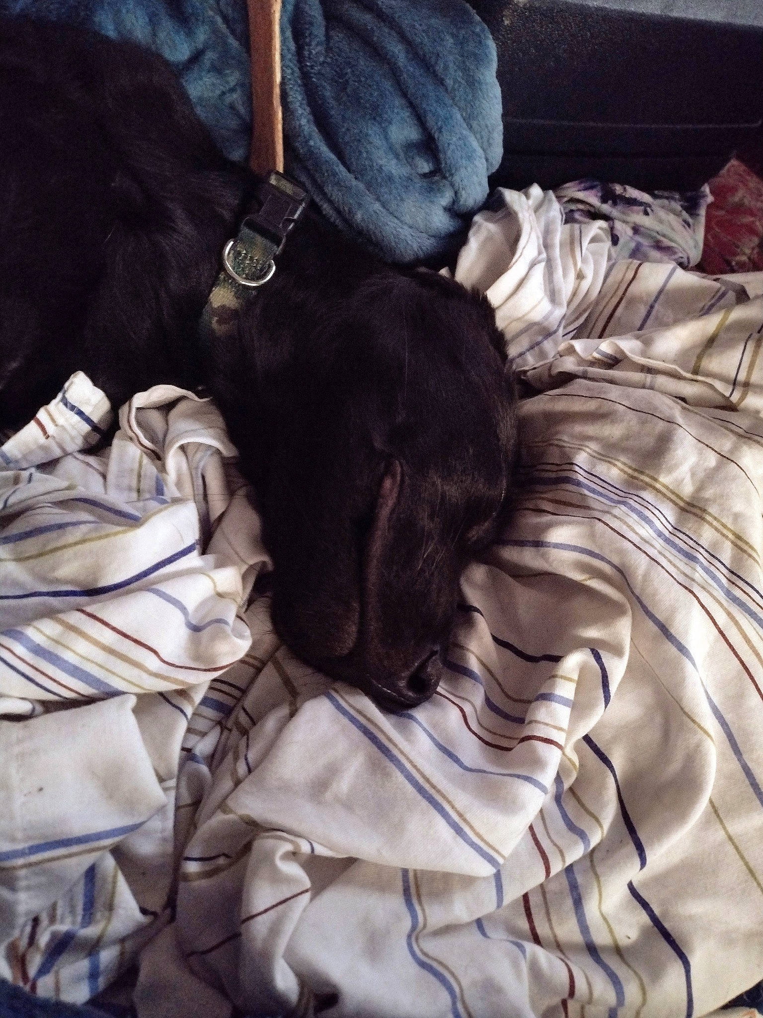 Monti Mo is registered to the contest to win money with this photo: bed, bedding, carnivore, cloud, comfort, companion_dog, dog, dog_breed, felidae, fur, gesture, grey, linens, liver, sleeve, small_to_medium_sized_cats, sporting_group, tail, tints_and_shades, whiskers