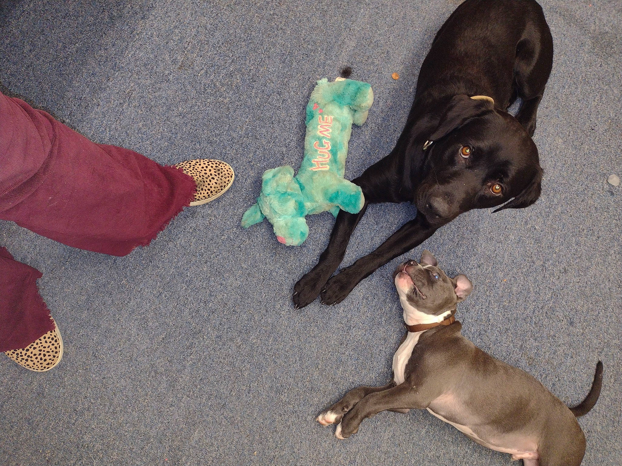 Monti Mo is registered to the contest to win money with this photo: canidae, carnivore, collar, comfort, companion_dog, dog, dog_breed, dog_collar, dog_supply, fawn, guard_dog, liver, paw, pet_supply, snout, sporting_group, tail, vertebrate, working_animal, working_dog