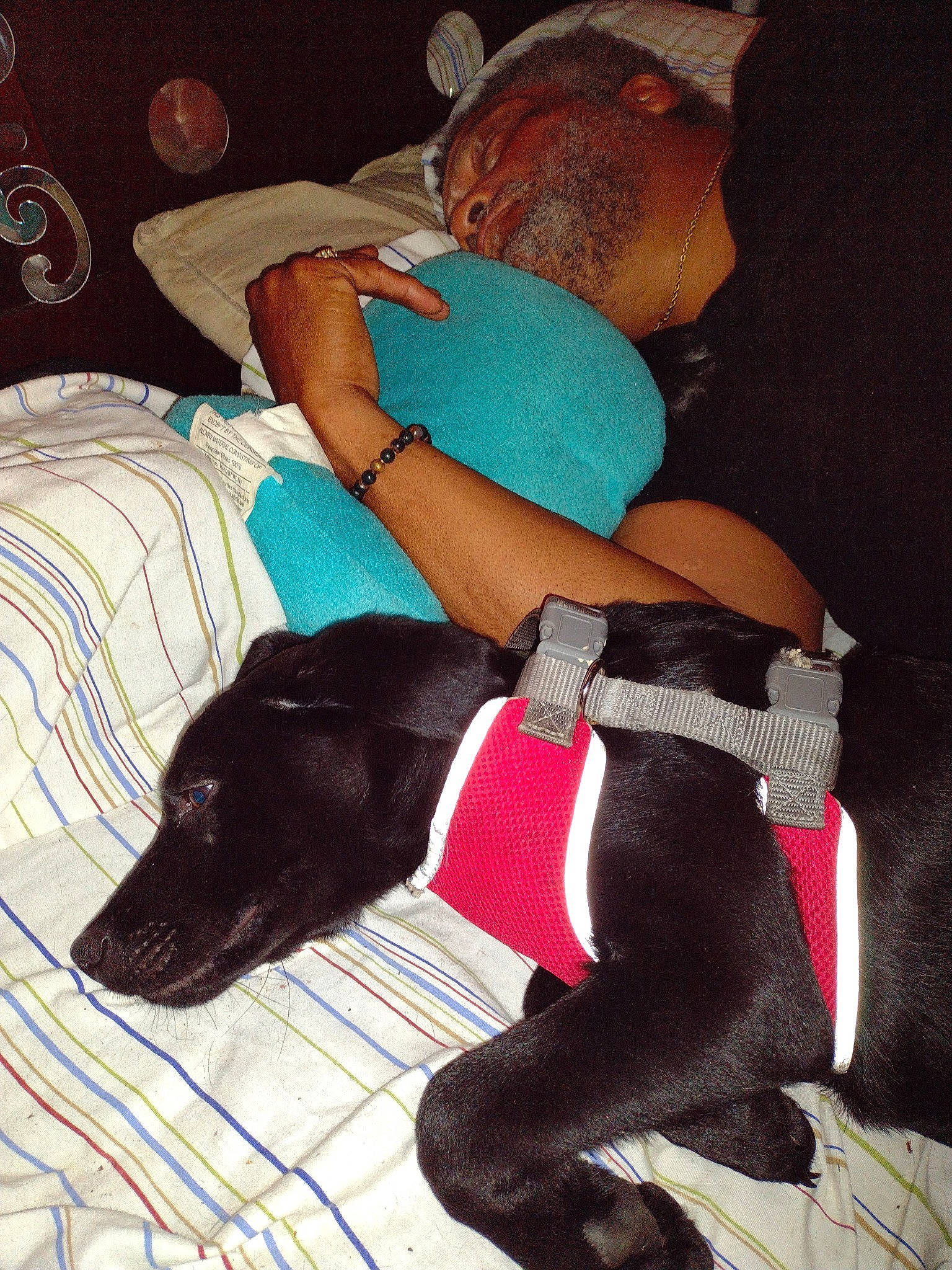 Monti Mo joined the competition — help win amazing prizes! carnivore, comfort, companion_dog, dog, dog_breed, elbow, fun, hat, human_leg, knee, lap, linens, pattern, pillow, sitting, sporting_group, textile, thigh, trunk, wrist