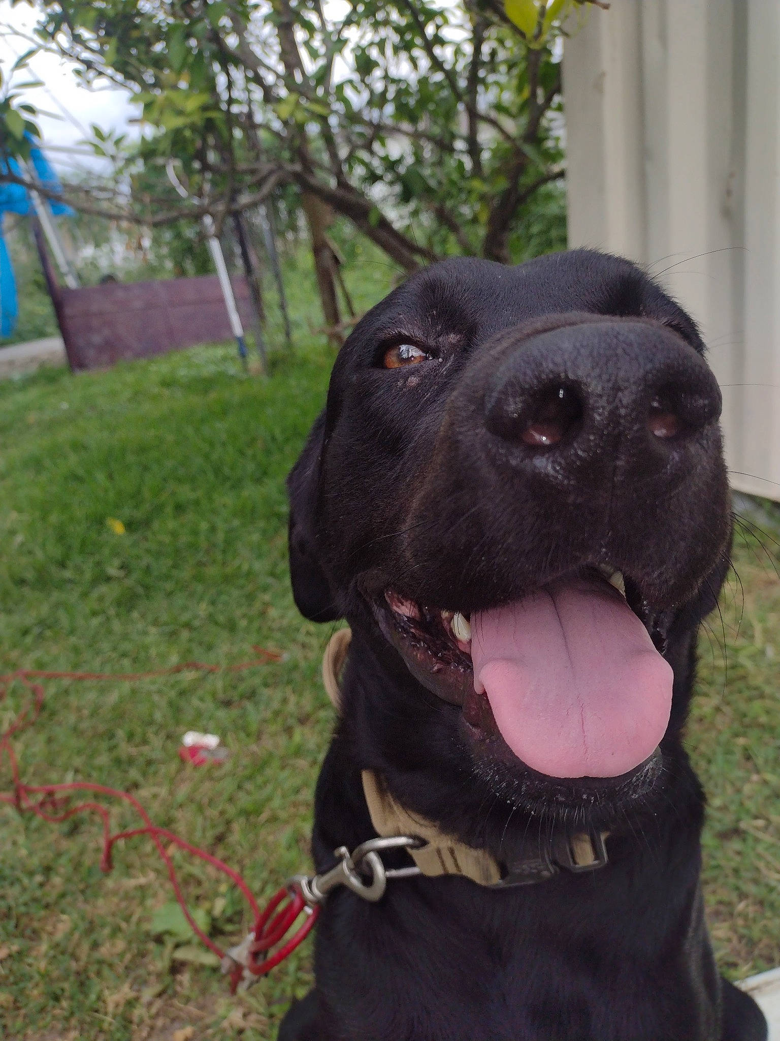 Monti Mo is registered to the contest to win money with this photo: borador, canidae, carnivore, collar, companion_dog, dog, dog_breed, dog_collar, fashion_accessory, fawn, grass, gun_dog, leash, liver, plant, snout, sporting_group, terrestrial_animal, tree, working_animal