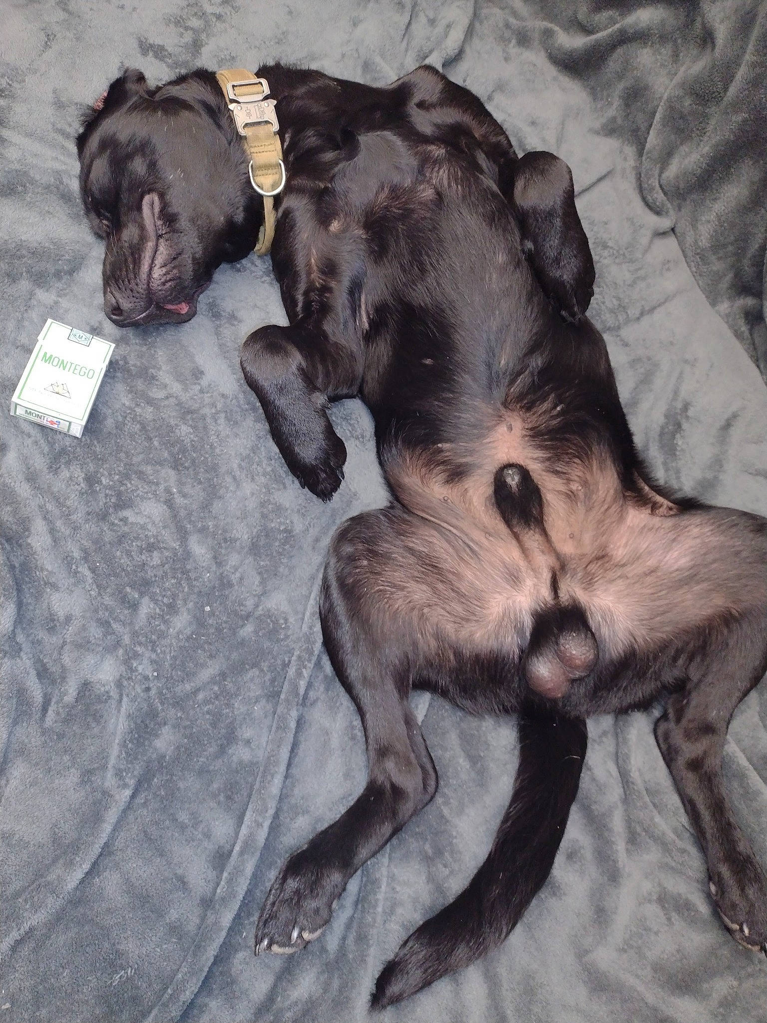 Monti Mo joined the competition — help win amazing prizes! art, canidae, carnivore, companion_dog, dog, dog_breed, drawing, fawn, fur, illustration, liver, nap, painting, snout, sporting_group, tail, terrestrial_animal, toy_dog, visual_arts, working_animal