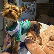 Gideon is registered to the contest to win money with this photo: dog, small_dog, pet, green_sweater, scarf, bed, blanket, indoor, room, photographs, furniture, wooden_headboard, cozy, animal, fur, ears, standing, looking_up, domestic_life, cute