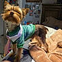 dog, small_dog, pet, green_sweater, scarf, bed, blanket, indoor, room, photographs, furniture, wooden_headboard, cozy, animal, fur, ears, standing, looking_up, domestic_life, cute