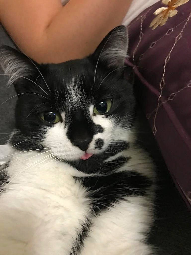 Mangui participe au concours pour gagner de l'argent avec cette photo : carnivore, cat, claw, cloud, comfort, domestic_short_haired_cat, felidae, foot, fur, human_leg, monochrome, monochrome_photography, paw, plant, small_to_medium_sized_cats, snout, tail, tree, whiskers, window