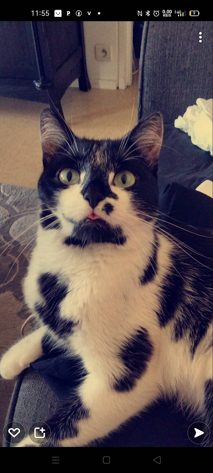 Mangui a rejoint le concours — aidez-le/la à gagner de superbes lots ! carnivore, cat, claw, cloud, domestic_short_haired_cat, felidae, foot, fur, head, metal, meteorological_phenomenon, paw, plant, sitting, small_to_medium_sized_cats, snout, square, tail, terrestrial_animal, whiskers