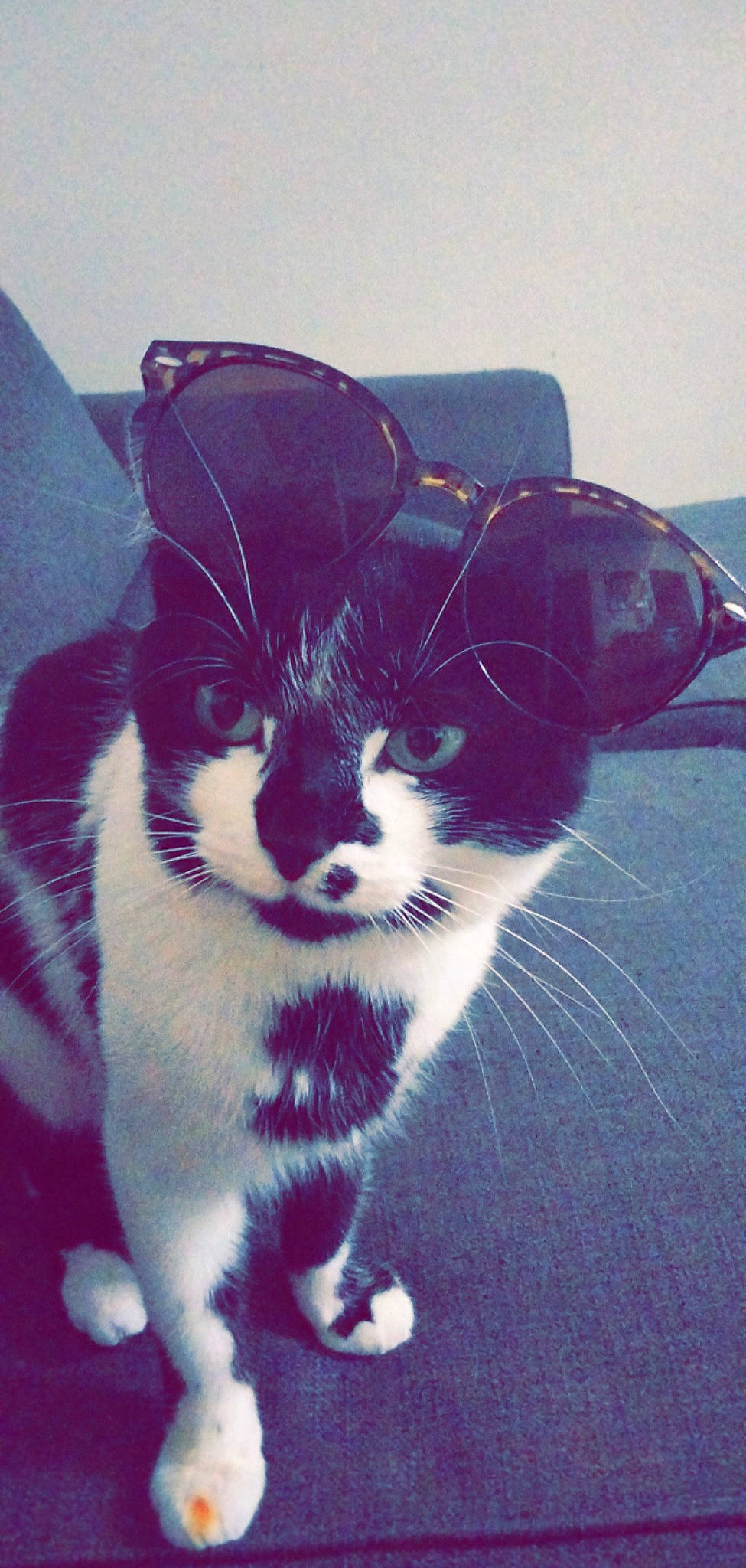 Mangui participe au concours pour gagner de l'argent avec cette photo : art, black_cat, carnivore, cat, domestic_short_haired_cat, electric_blue, eye, felidae, foot, head, human_body, human_leg, mammal, paw, small_to_medium_sized_cats, snout, tail, toy, vertebrate, whiskers