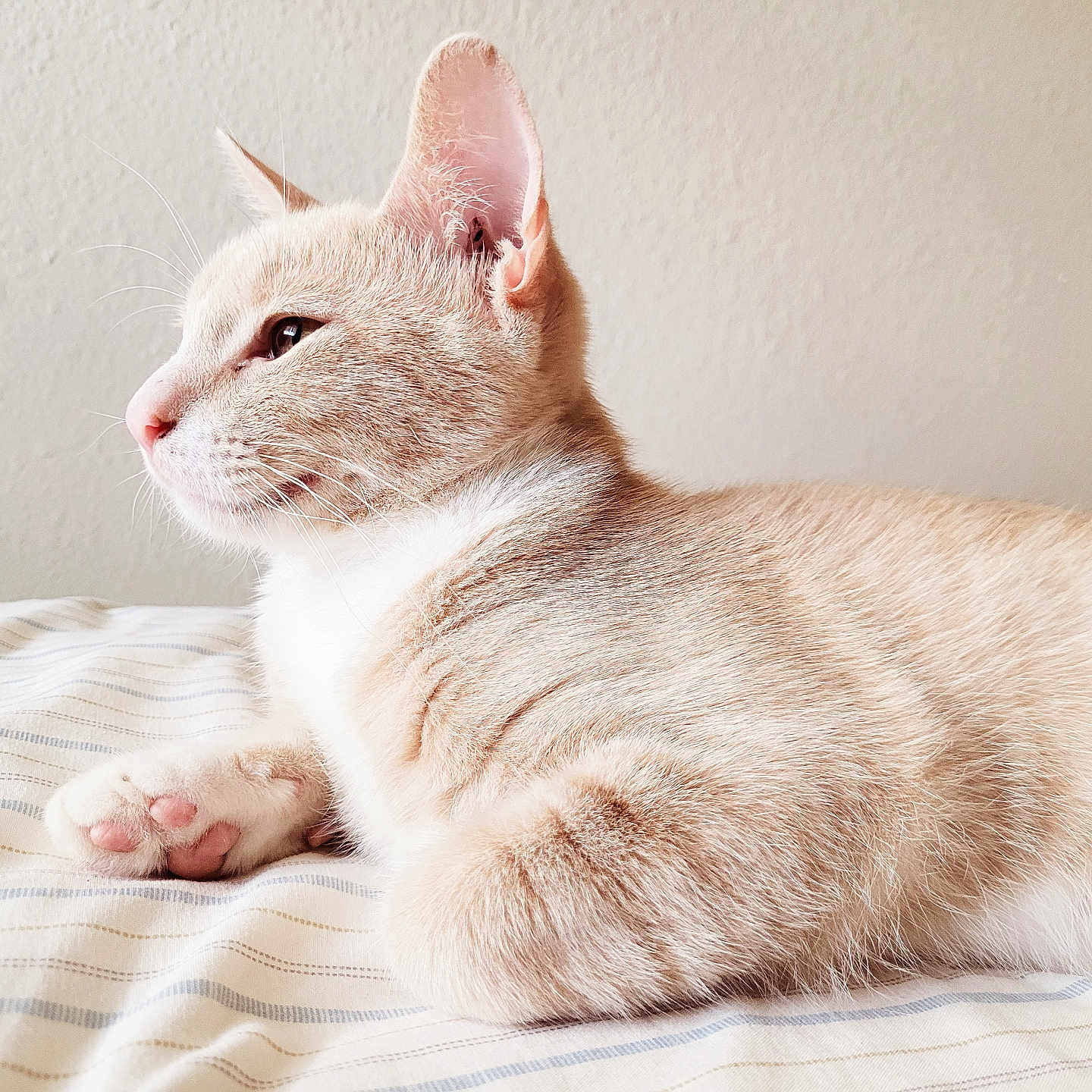 Buddy is registered to the contest to win money with this photo: abyssinian, angora, animal, bed, blanket, cat, furniture, indoors, kitten, manx, person, pet, siamese, sleeping, snout, white