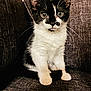 animal, black_and_white, cat, close_up, couch, curious, cute, domestic, eyes, feline, fur, indoor, kitten, pet, portrait, sitting, small, texture, whiskers, young