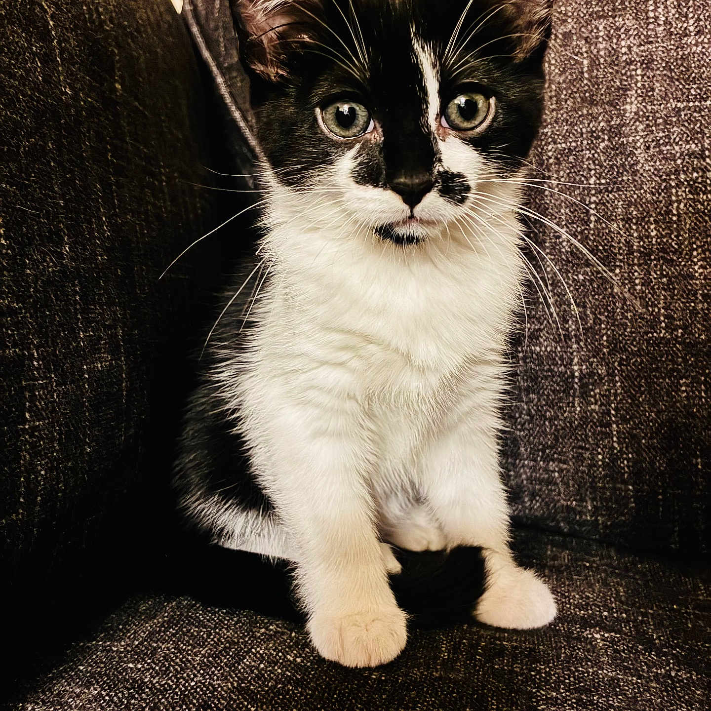 Nutella joined the competition — help win amazing prizes! animal, black_and_white, cat, close_up, couch, curious, cute, domestic, eyes, feline, fur, indoor, kitten, pet, portrait, sitting, small, texture, whiskers, young