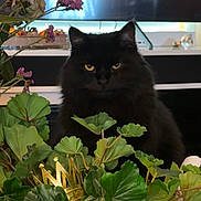 Phoebe joined the competition — help win amazing prizes! animal, background, black_cat, closeup, cute, feline, flower, golden_crown, green_leaves, home_decor, houseplant, indoor, leaf, nature, pet, plant, pot, sitting, table, yellow_eyes