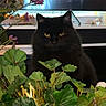 animal, background, black_cat, closeup, cute, feline, flower, golden_crown, green_leaves, home_decor, houseplant, indoor, leaf, nature, pet, plant, pot, sitting, table, yellow_eyes