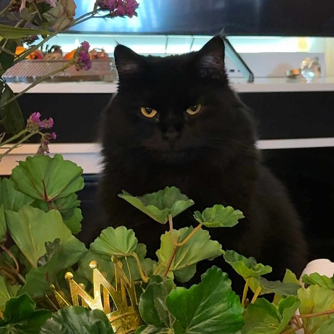 Phoebe
