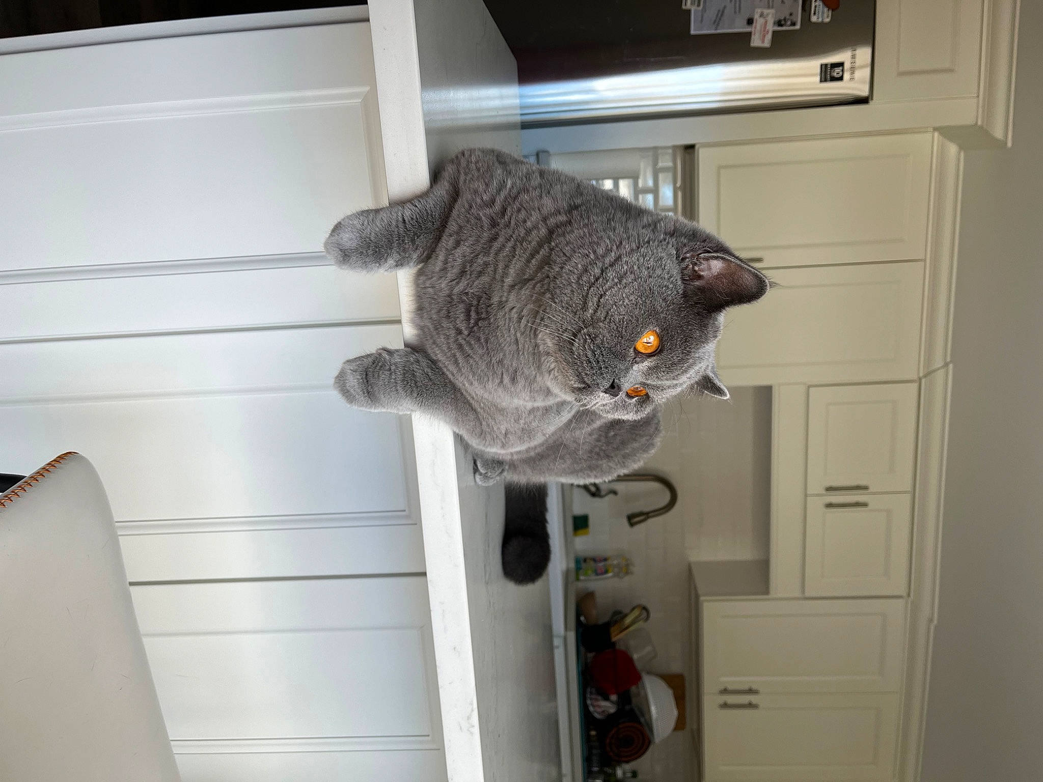 Chubby is registered to the contest to win money with this photo: cabinetry, chair, domestic_short_haired_cat, door, door_handle, felidae, fur, plush, room, shelf, shelving, small_to_medium_sized_cats, stuffed_toy, tail, toy, whiskers, wood, wool
