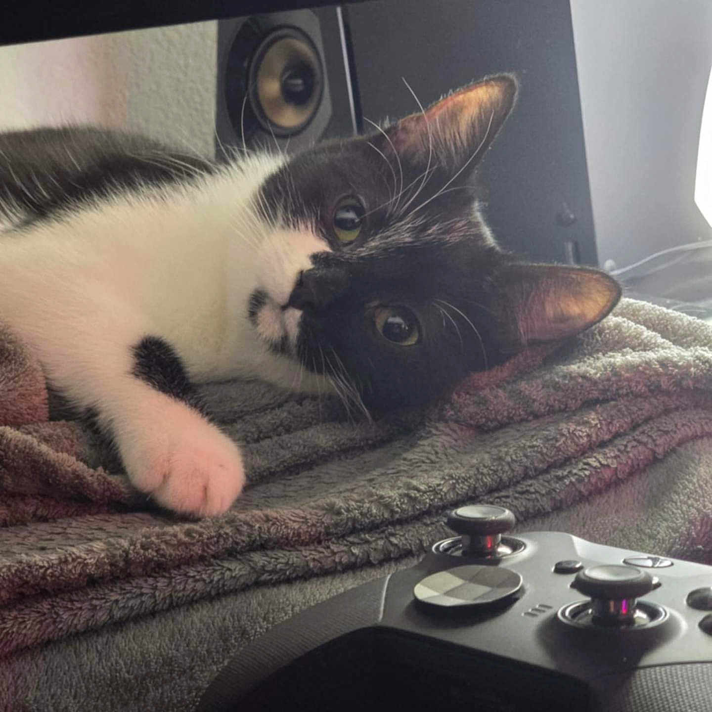 Romie participe au concours pour gagner de l'argent avec cette photo : animal, blanket, cat, computerhardware, couch, device, electronics, furniture, hardware, indoors, kitten, manx, person, pet, quilt, remotecontrol, screen, speaker, stereo, videogaming