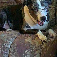 Fin is registered to the contest to win money with this photo: animal, black, brown, canine, comfort, couch, cute, dog, domestic, fur, glasses, home, indoor, living_room, pet, portrait, relaxed, resting, seated, white