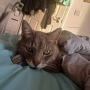 Mittons is registered to the contest to win money with this photo: cat, bed, blanket, indoor, feline, resting, cozy, fur, animal, pet, sleepy, closeup, green_eyes, ears, paw, comfort, domestic, relaxed, household, soft