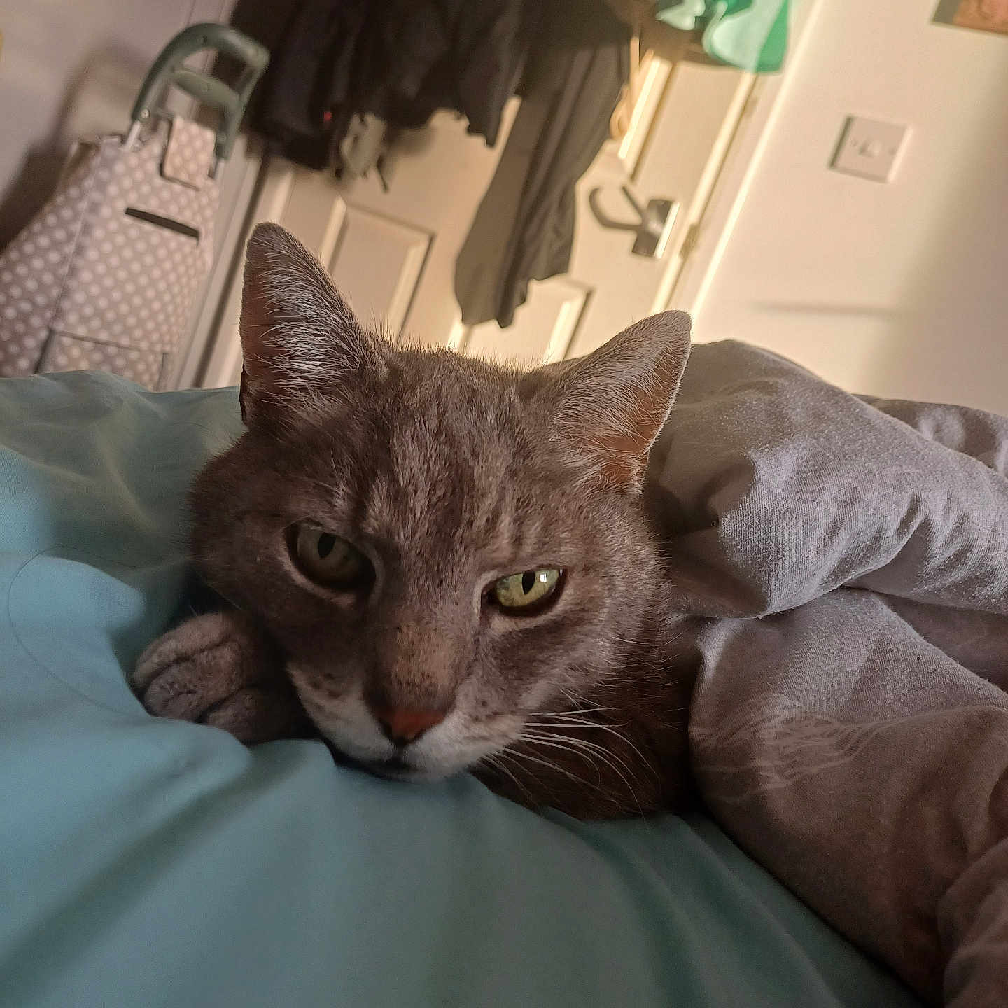 Mittons is registered to the contest to win money with this photo: animal, bed, blanket, cat, closeup, comfort, cozy, domestic, ears, feline, fur, green_eyes, household, indoor, paw, pet, relaxed, resting, sleepy, soft
