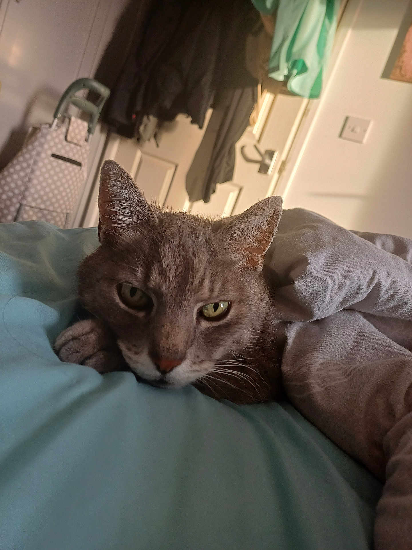 Mittons is registered to the contest to win money with this photo: cat, bed, blanket, indoor, feline, resting, cozy, fur, animal, pet, sleepy, closeup, green_eyes, ears, paw, comfort, domestic, relaxed, household, soft