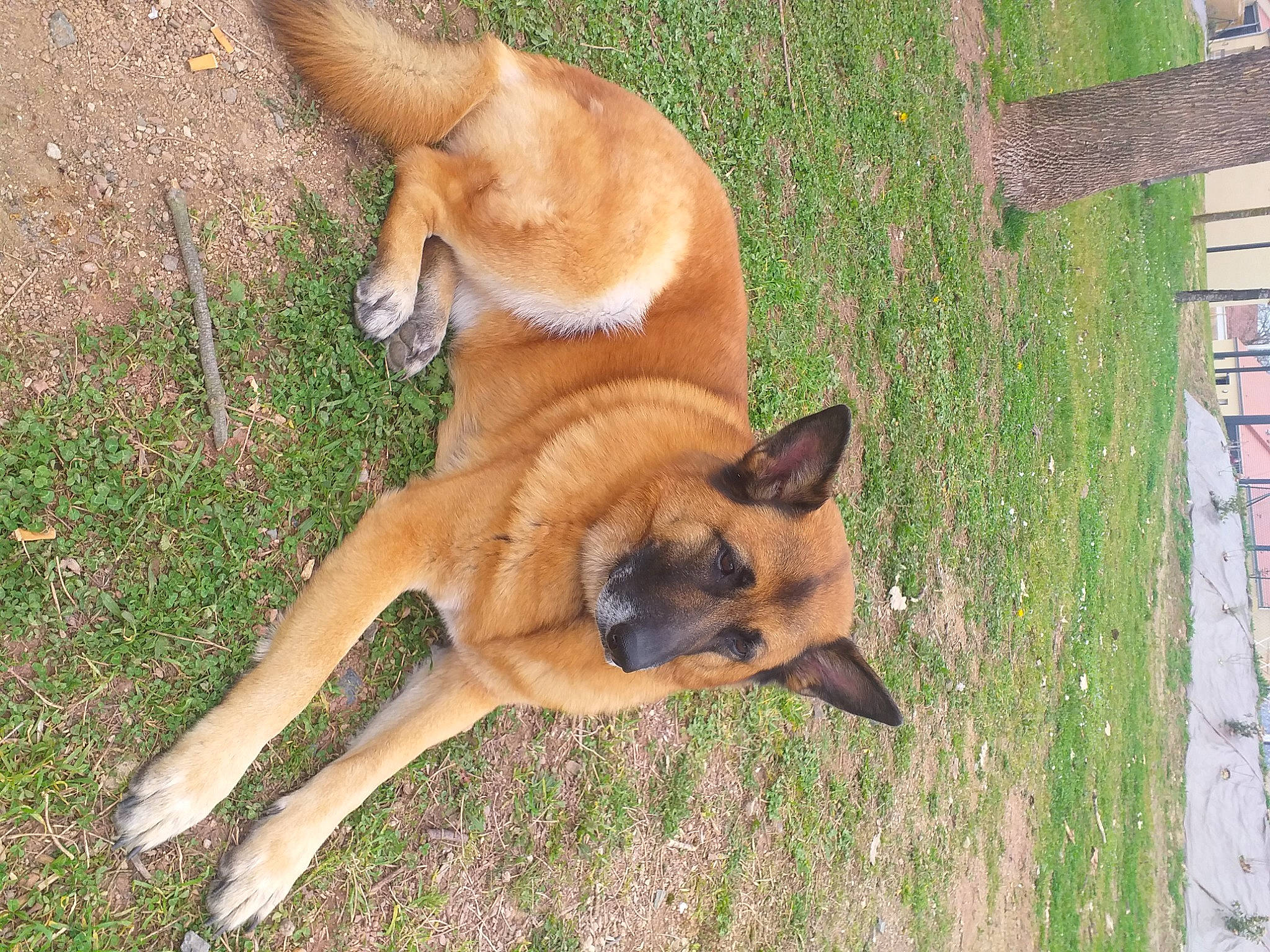 Falco participe au concours pour gagner de l'argent avec cette photo : ancient_dog_breeds, canidae, carnivore, companion_dog, dog, dog_breed, fawn, fur, grass, non_sporting_group, paw, snout, sporting_group, tail, terrestrial_animal, wildlife, wood, working_dog