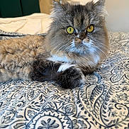 Ash is registered to the contest to win money with this photo: cat, feline, long_hair, yellow_eyes, pet, bed, bedding, blanket, paw, whiskers, fur, closeup, portrait, indoor, domestic, patterned_bedspread, lamp, headboard, staring, cozy