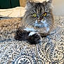 cat, feline, long_hair, yellow_eyes, pet, bed, bedding, blanket, paw, whiskers, fur, closeup, portrait, indoor, domestic, patterned_bedspread, lamp, headboard, staring, cozy