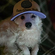 Marshmallow joined the competition — help win amazing prizes! dog, white_dog, cap, hat, pet, fluffy, fur, animal, closeup, portrait, indoors, resting, cute, looking_at_camera, face, nose, ears, soft_light, blurred_background, cozy