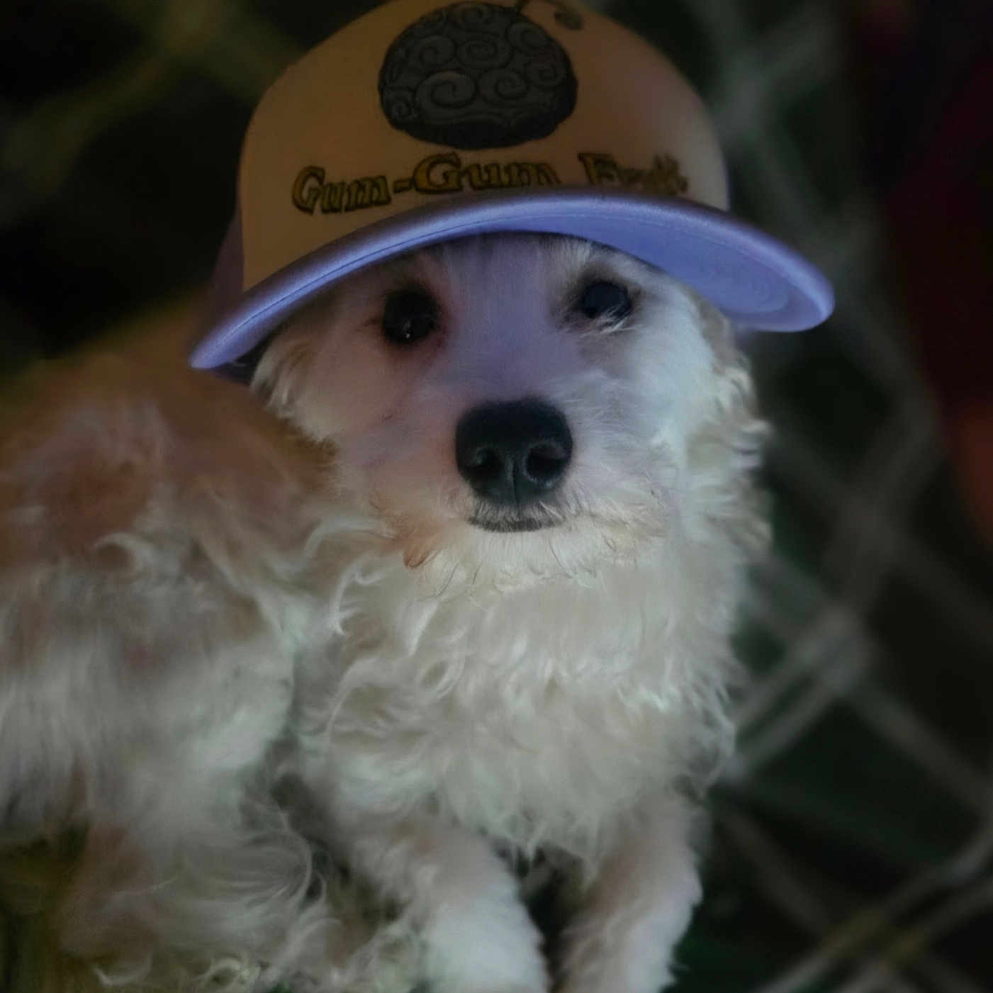 Marshmallow joined the competition — help win amazing prizes! dog, white_dog, cap, hat, pet, fluffy, fur, animal, closeup, portrait, indoors, resting, cute, looking_at_camera, face, nose, ears, soft_light, blurred_background, cozy