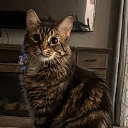 Miracle joined the competition — help win amazing prizes! alert, cat, couch, cozy, curious, ears, eyes, fluffy, fur, furniture, indoors, living_room, long_hair, pet, portrait, sitting, tabby, tail, television, whiskers