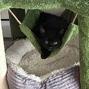 Luna joined the competition — help win amazing prizes! black_cat, kitten, cat_tree, hammock, pet_bed, indoor, furniture, cozy, curious, animal, feline, soft, resting, young_cat, green, gray, white, cute, relaxed, home