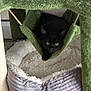 black_cat, kitten, cat_tree, hammock, pet_bed, indoor, furniture, cozy, curious, animal, feline, soft, resting, young_cat, green, gray, white, cute, relaxed, home