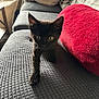 Luna is registered to the contest to win money with this photo: black_kitten, cat, kitten, couch, red_cushion, pillows, indoor, pet, feline, curious, walking, texture, living_room, cozy, small_animal, fur, whiskers, ears, eyes, home