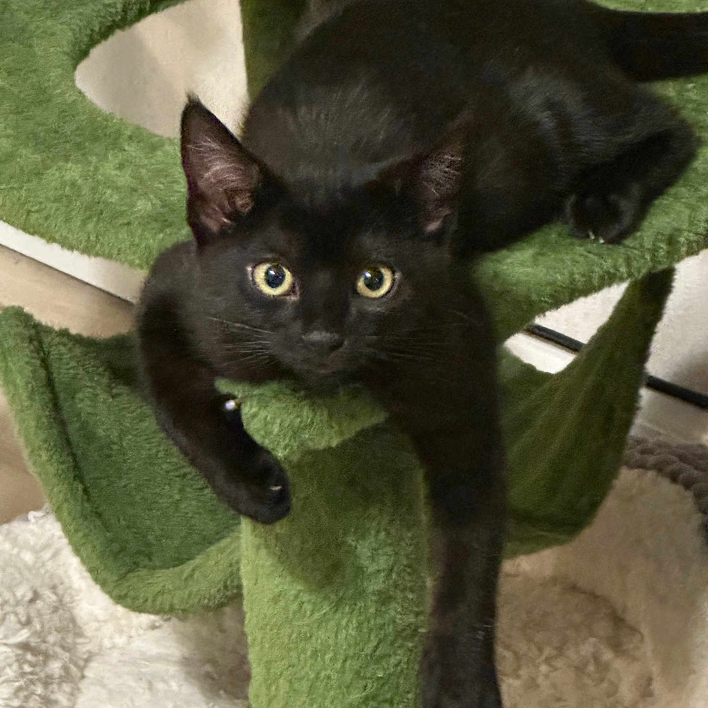 Luna joined the competition — help win amazing prizes! animal, black_cat, cat_tree, cozy, curious, cute, domestic, eyes, feline, fur, green, indoor, kitten, lounging, paw, pet, pet_bed, plush, relaxed, soft