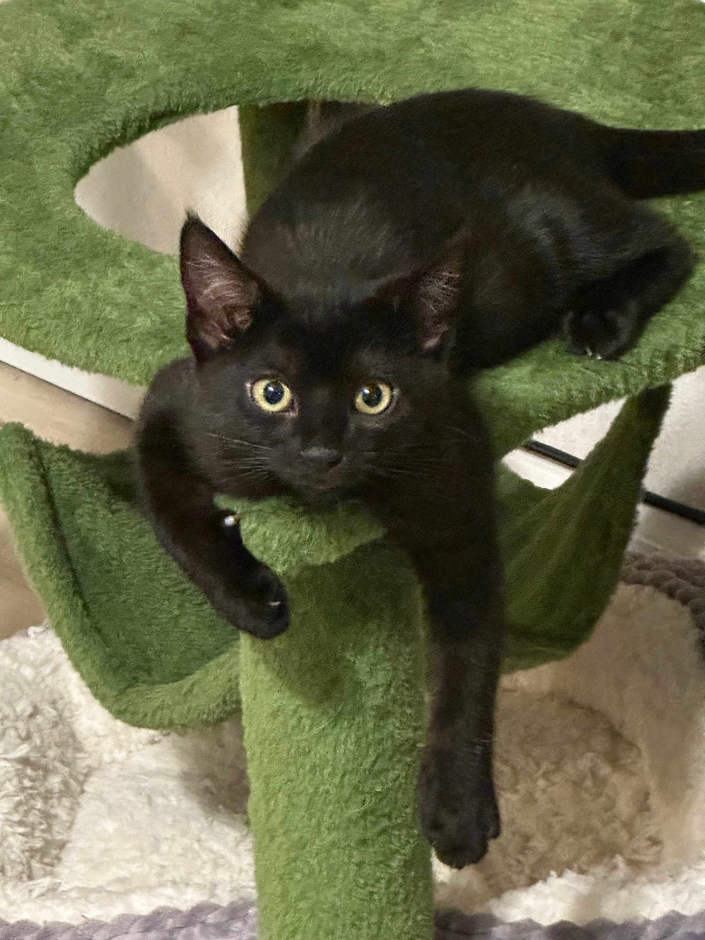 Luna joined the competition — help win amazing prizes! black_cat, kitten, cat_tree, plush, green, pet, indoor, feline, animal, paw, relaxed, cute, curious, eyes, fur, soft, cozy, lounging, pet_bed, domestic