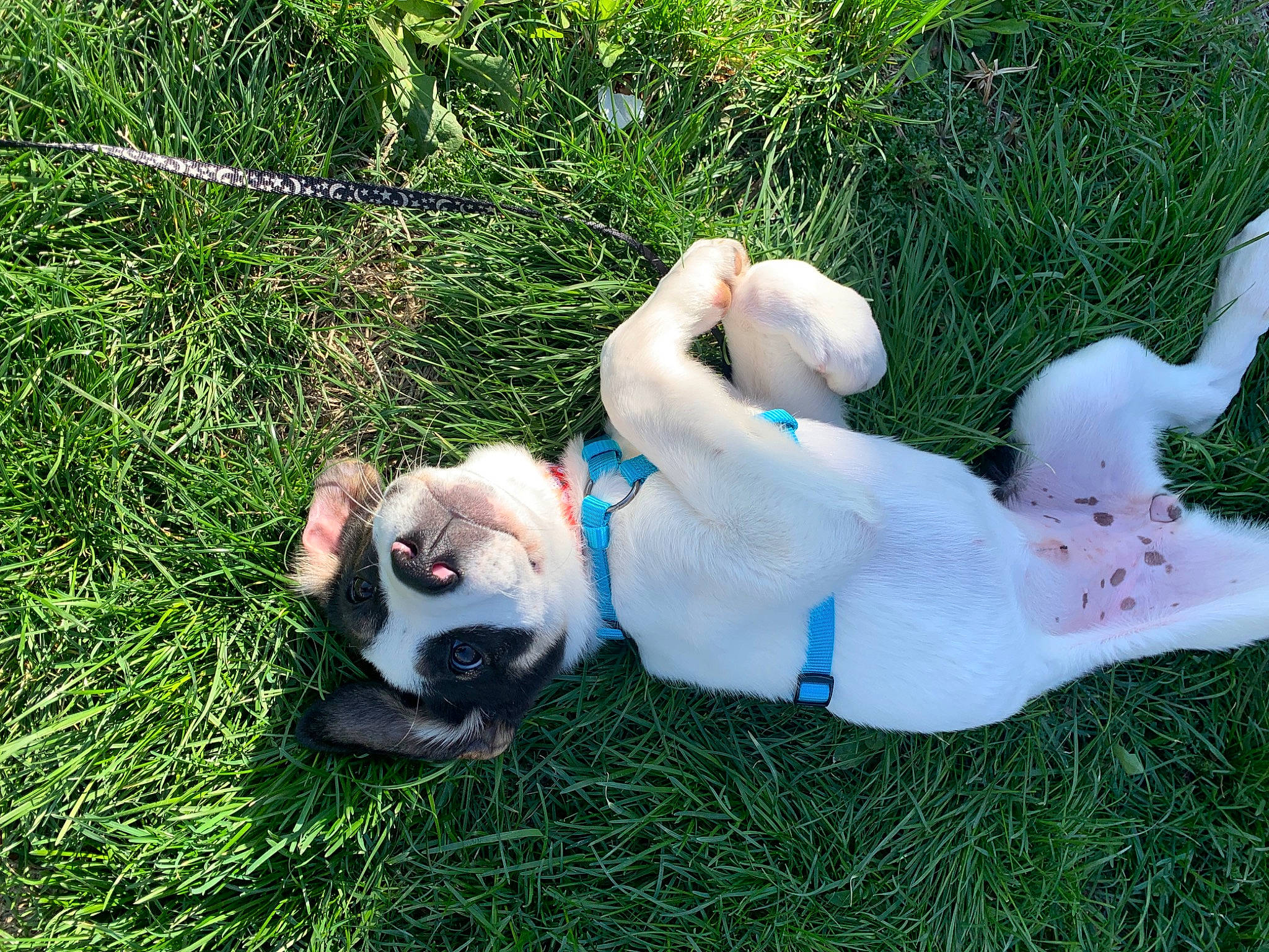 Silo is registered to the contest to win money with this photo: canidae, carnivore, companion_dog, dog, dog_breed, fawn, grass, grass_family, lawn, non_sporting_group, paw, people_in_nature, plant, sitting, snout, sporting_group, tail, toy_dog, working_animal