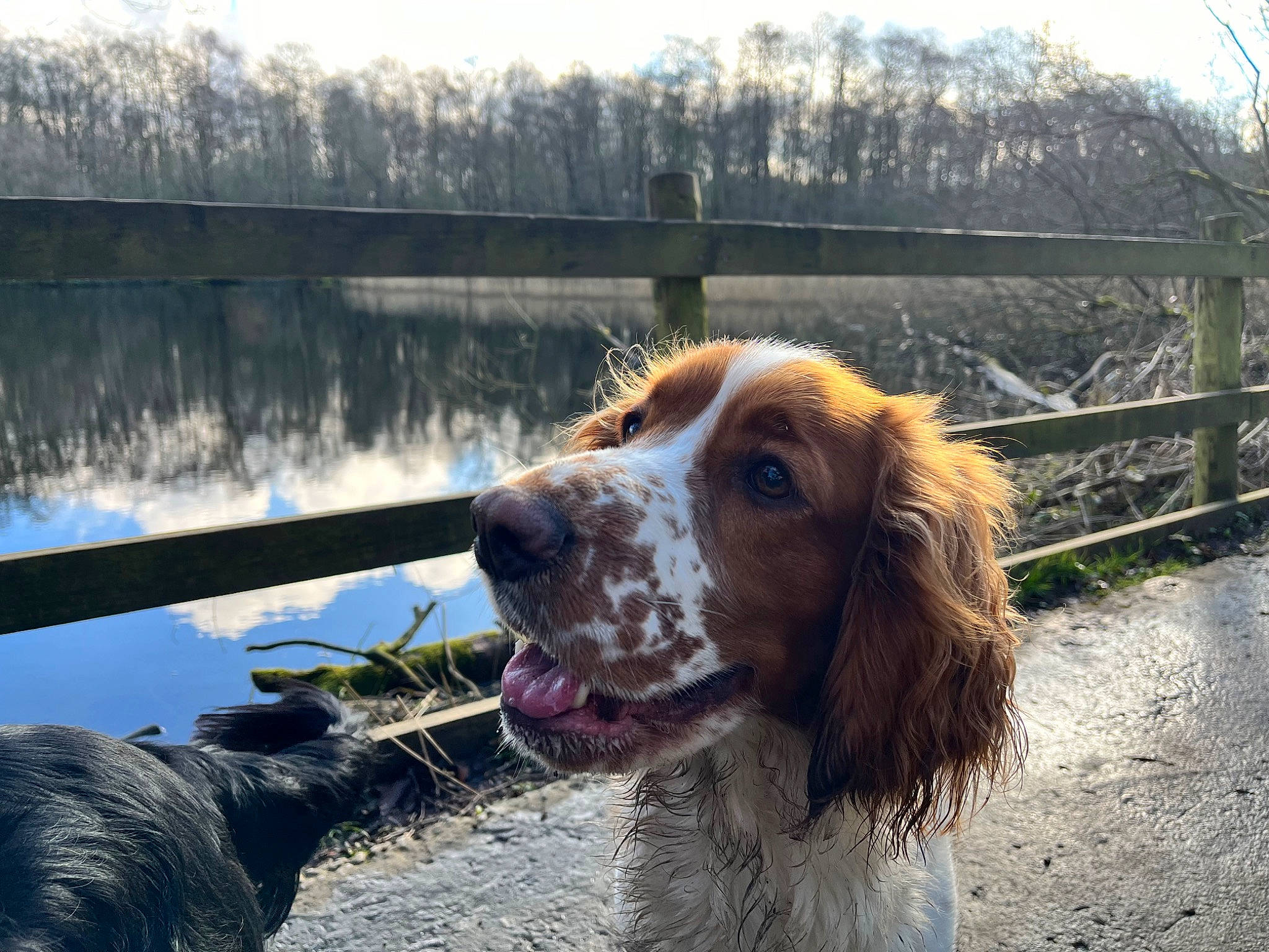 Maple is registered to the contest to win money with this photo: ball, carnivore, companion_dog, dog, dog_breed, fawn, fence, fur, gun_dog, hound, irish_red_and_white_setter, king_charles_spaniel, lake, liver, mammal, snout, spaniel, sporting_group, tree, water