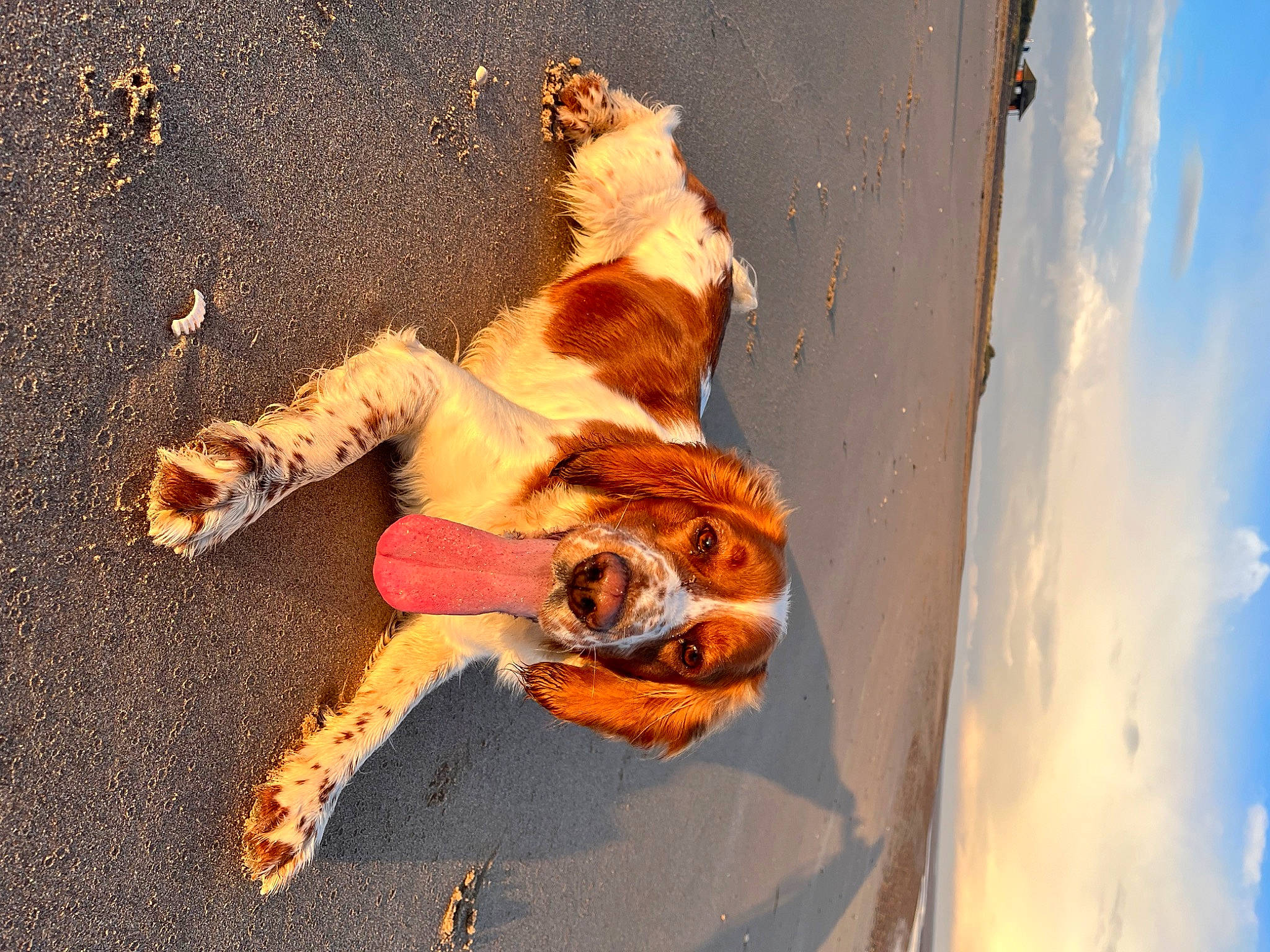 Maple is registered to the contest to win money with this photo: asphalt, canidae, carnivore, cloud, companion_dog, dog_breed, fawn, felidae, foot, fun, fur, leash, paw, shadow, sky, small_to_medium_sized_cats, sporting_group, sunglasses, tail, wood