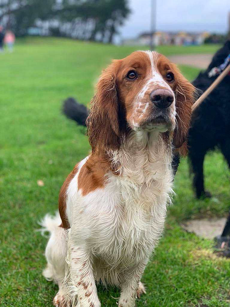 Maple is registered to the contest to win money with this photo: canidae, carnivore, companion_dog, dog, dog_breed, fur, grass, gun_dog, hound, hunting_dog, liver, sky, snout, spaniel, sporting_group, terrestrial_animal, tree, welsh_springer_spaniel, working_dog