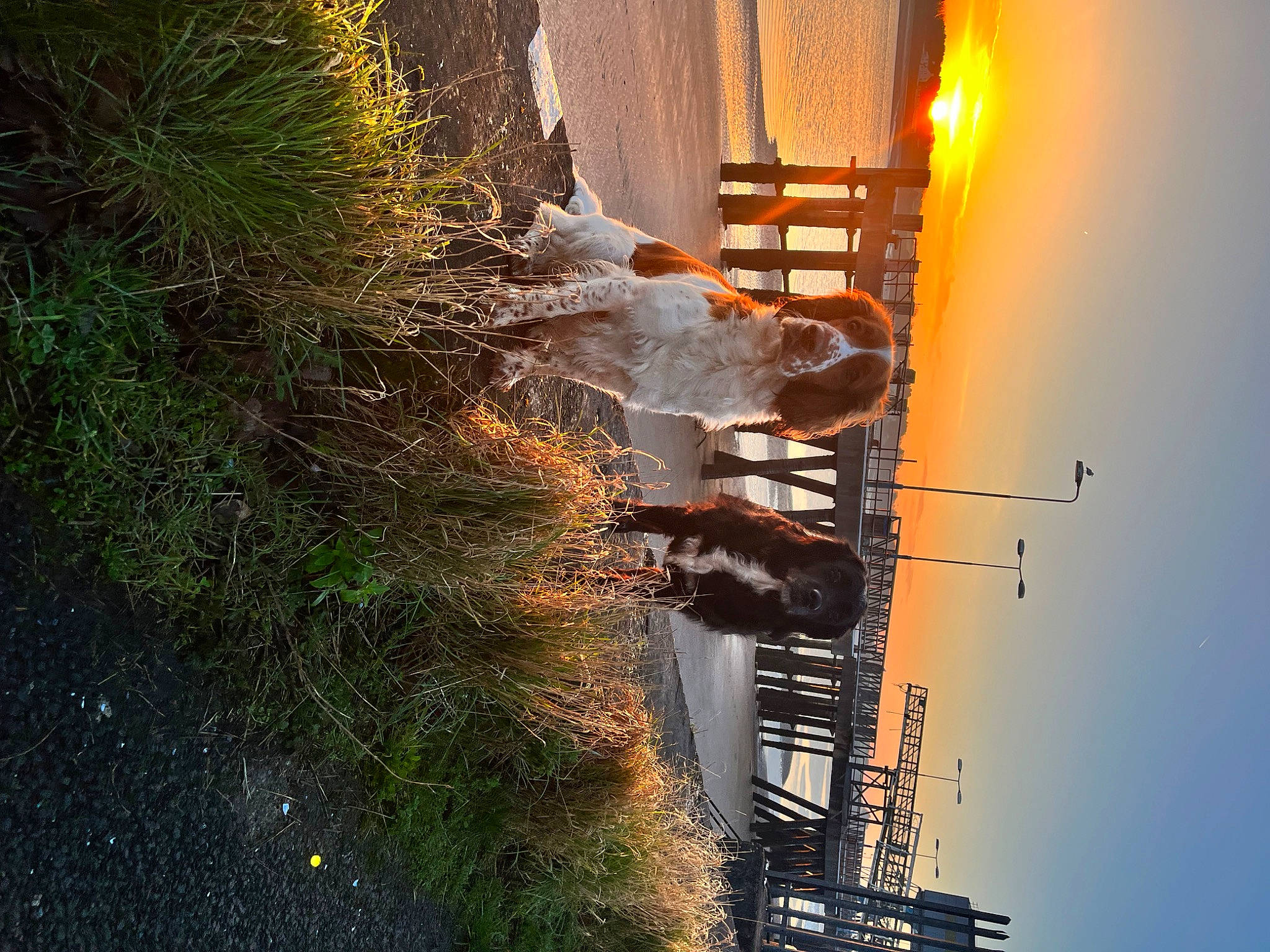 Maple is registered to the contest to win money with this photo: automotive_lighting, city, electricity, evening, heat, landscape, light_fixture, night, plant, reflection, road_surface, shadow, sky, street_light, sunlight, tints_and_shades, tower, tree, water, wood