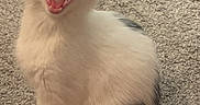Rider is registered to the contest to win money with this photo: animal, black_spots, carpet, cat, close_up, cute, domestic_animal, feline, fur, indoor, mouth_open, paw, pet, relaxed, sitting, teeth, tongue, whiskers, white_cat, yawning