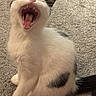 animal, black_spots, carpet, cat, close_up, cute, domestic_animal, feline, fur, indoor, mouth_open, paw, pet, relaxed, sitting, teeth, tongue, whiskers, white_cat, yawning