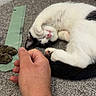 Rider joined the competition — help win amazing prizes! animal, black_and_white_cat, carpet, cat, cat_paws, cozy, curled_up, cute, domestic_animal, feline, friendship, human_hand, indoor, paw, pets, playful, relaxing, resting, sleeping_cat, tabby_cat
