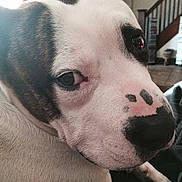 Spike joined the competition — help win amazing prizes! dog, puppy, close_up, portrait, face, nose, eyes, white_fur, black_spots, pink_nose, short_fur, large_breed, pet, indoors, staircase, home, sitting, relaxed, funny, animal