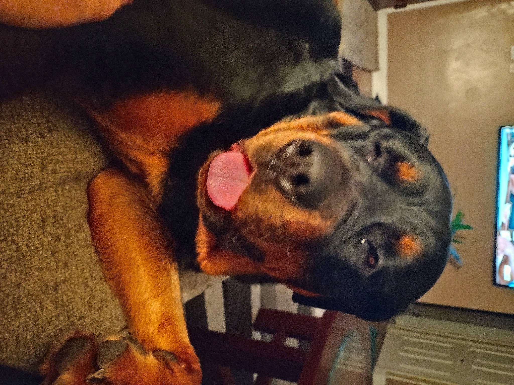 Ella is registered to the contest to win money with this photo: canidae, carnivore, claw, comfort, companion_dog, dog, dog_breed, ear, fur, guard_dog, liver, montenegrin_mountain_hound, paw, picture_frame, snout, sporting_group, whiskers, working_animal, working_dog