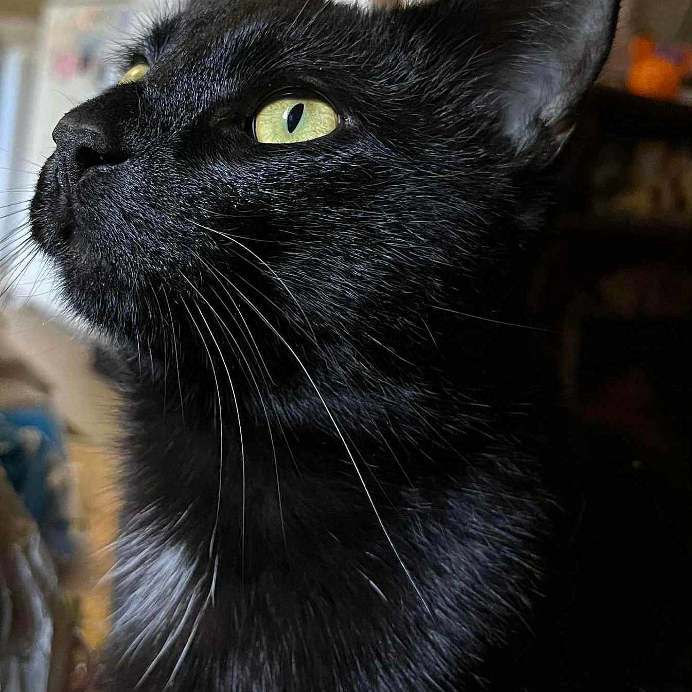 Gizmo is registered to the contest to win money with this photo: alert, animal, black_cat, cat, close_up, curious, cute, domestic_cat, feline, focused, fur, household, indoor, looking_away, pet, portrait, side_view, soft_light, whiskers, yellow_eyes