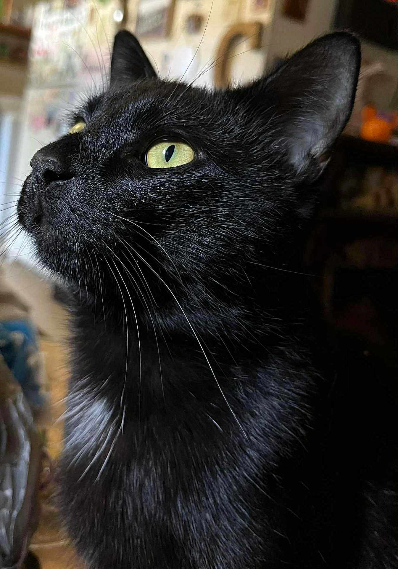 Gizmo is registered to the contest to win money with this photo: black_cat, cat, close_up, portrait, indoor, pet, whiskers, feline, animal, yellow_eyes, looking_away, fur, domestic_cat, cute, soft_light, focused, side_view, alert, curious, household