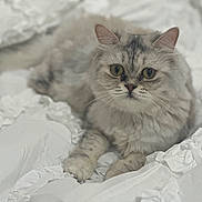 Katkoota is registered to the contest to win money with this photo: cat, fluffy, silver_tabby, pet, animal, indoor, white_bedding, ruffled_fabric, cute, relaxed, fur, whiskers, paws, laying_down, portrait, closeup, curious_eyes, soft_focus, cozy, domestic_cat