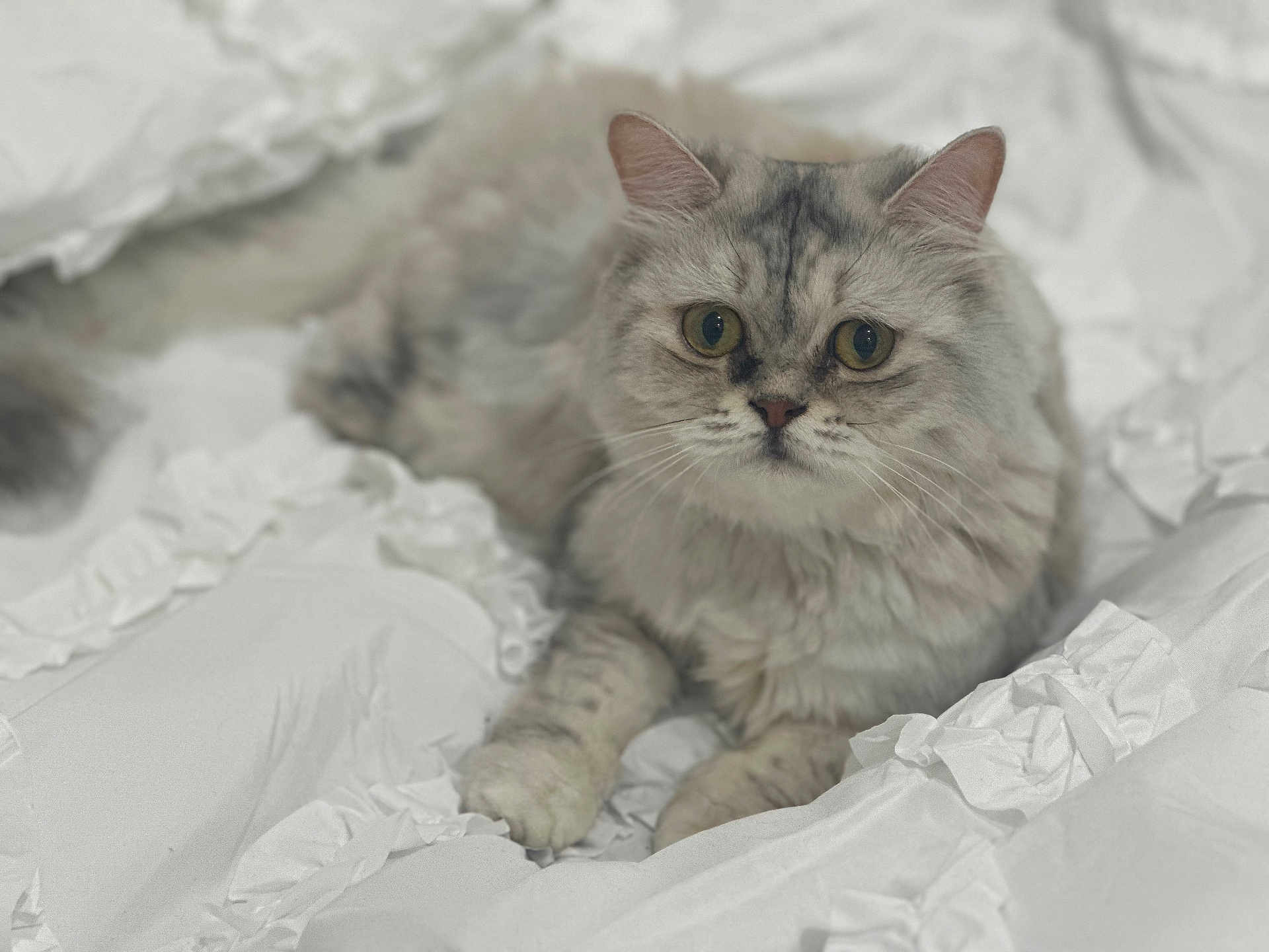 Katkoota is registered to the contest to win money with this photo: cat, fluffy, silver_tabby, pet, animal, indoor, white_bedding, ruffled_fabric, cute, relaxed, fur, whiskers, paws, laying_down, portrait, closeup, curious_eyes, soft_focus, cozy, domestic_cat