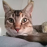 Pearl is registered to the contest to win money with this photo: cat, tabby_cat, close_up, indoor, pet, feline, whiskers, ears, eyes, fur, resting, curious, animal, mammal, portrait, domestic_animal, face, nose, soft_surface, background