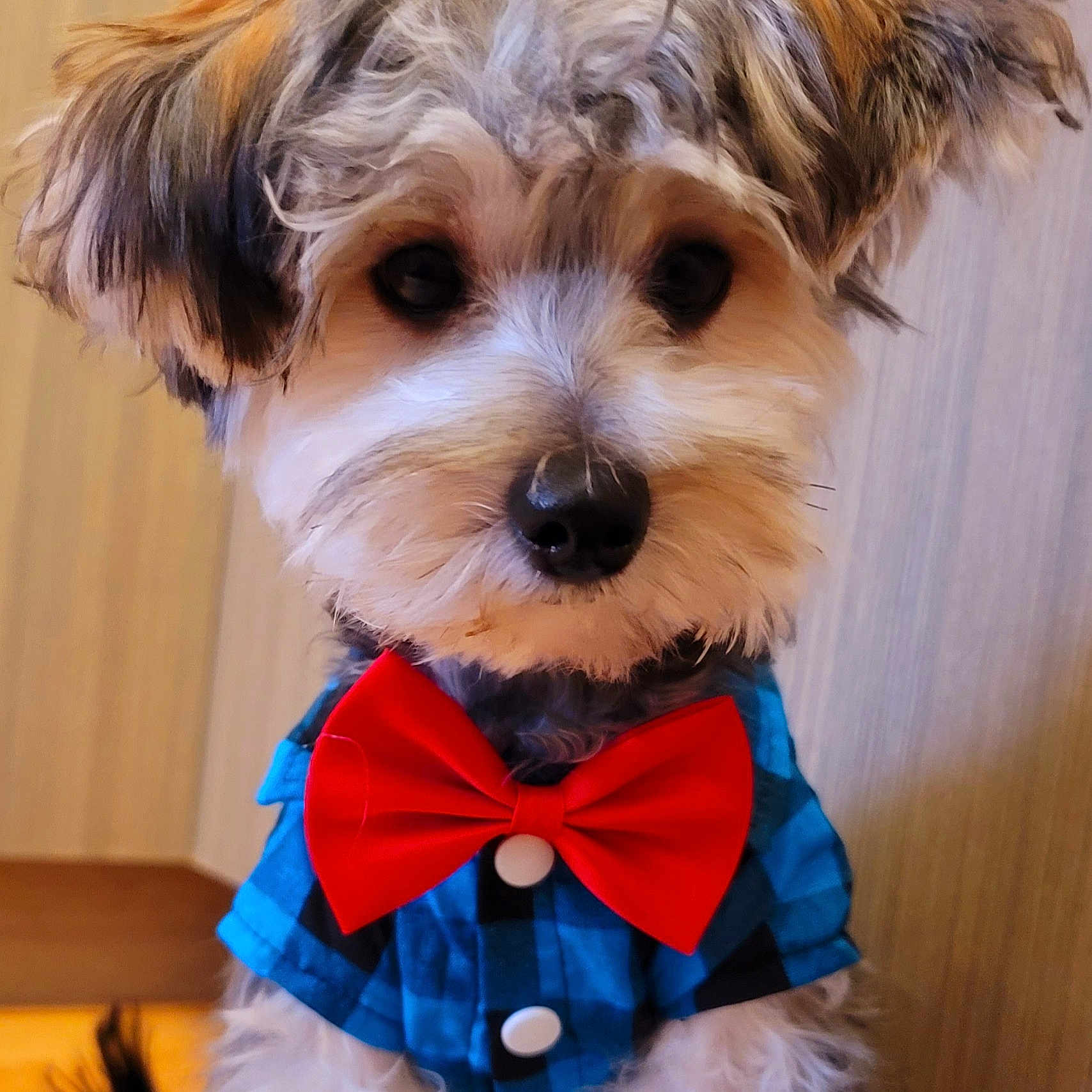 Tyga joined the competition — help win amazing prizes! bow_tie, carnivore, collar, companion_dog, dog, dog_breed, dog_clothes, dog_collar, dog_supply, electric_blue, fashion_accessory, fur, leash, liver, pet_supply, small_terrier, snout, terrier, toy_dog, working_animal